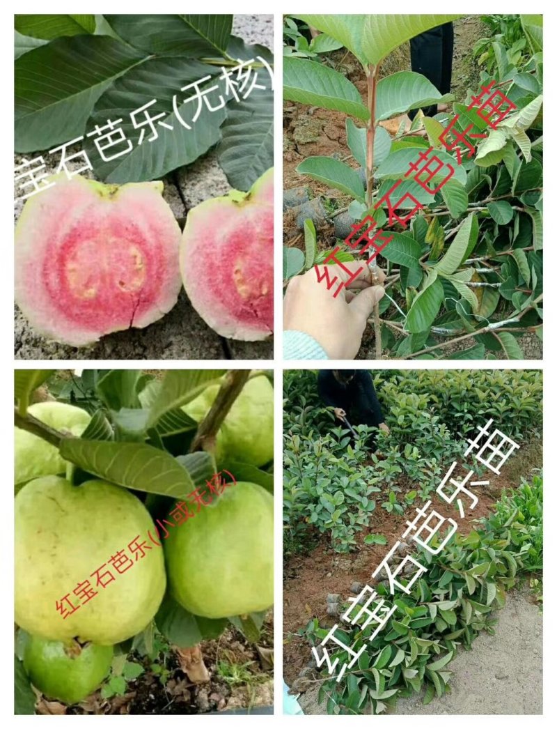 红宝石芭乐，红宝石无核芭乐，珍珠番石榴苗，紫肉番石榴苗