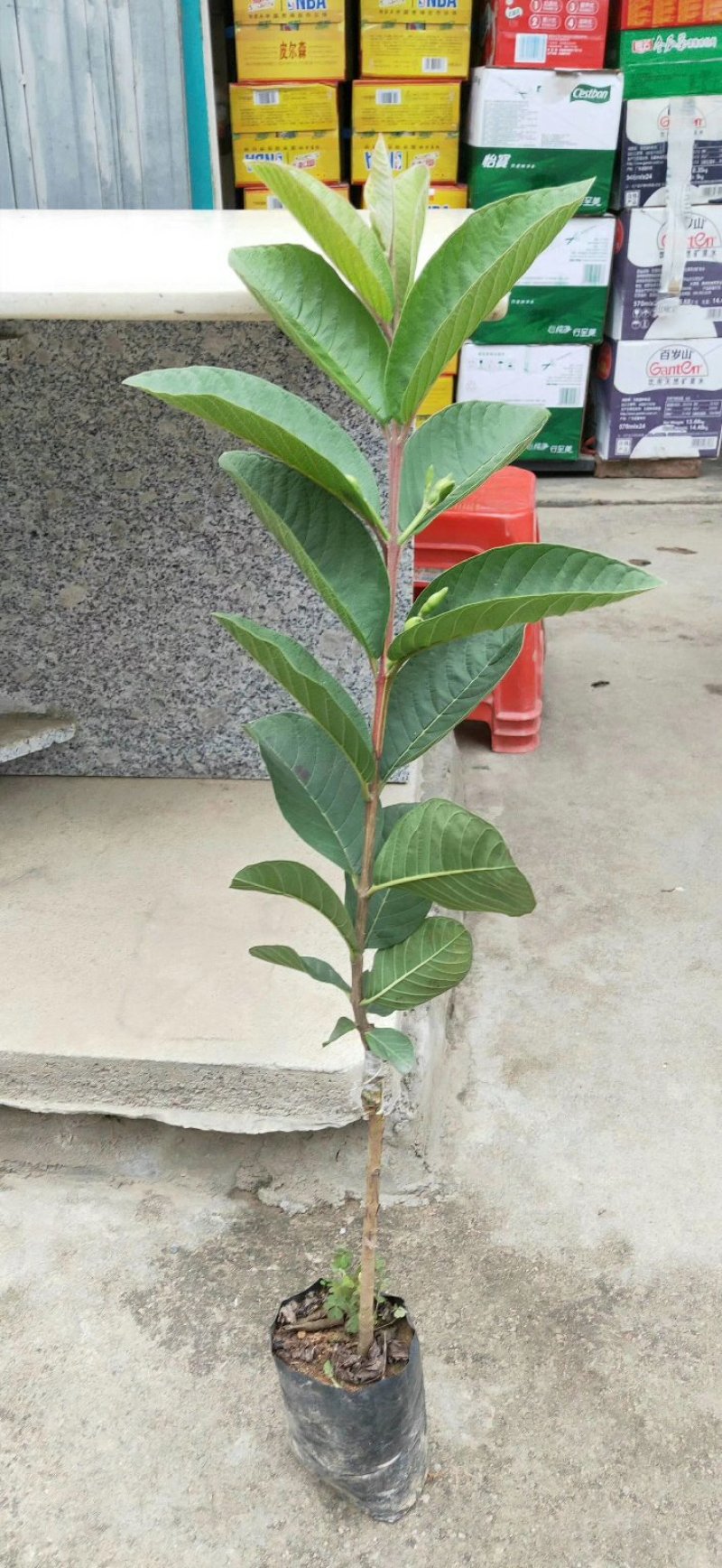 红宝石芭乐，红宝石无核芭乐，珍珠番石榴苗，紫肉番石榴苗
