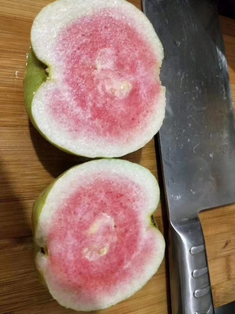 红宝石芭乐，红宝石无核芭乐，珍珠番石榴苗，紫肉番石榴苗