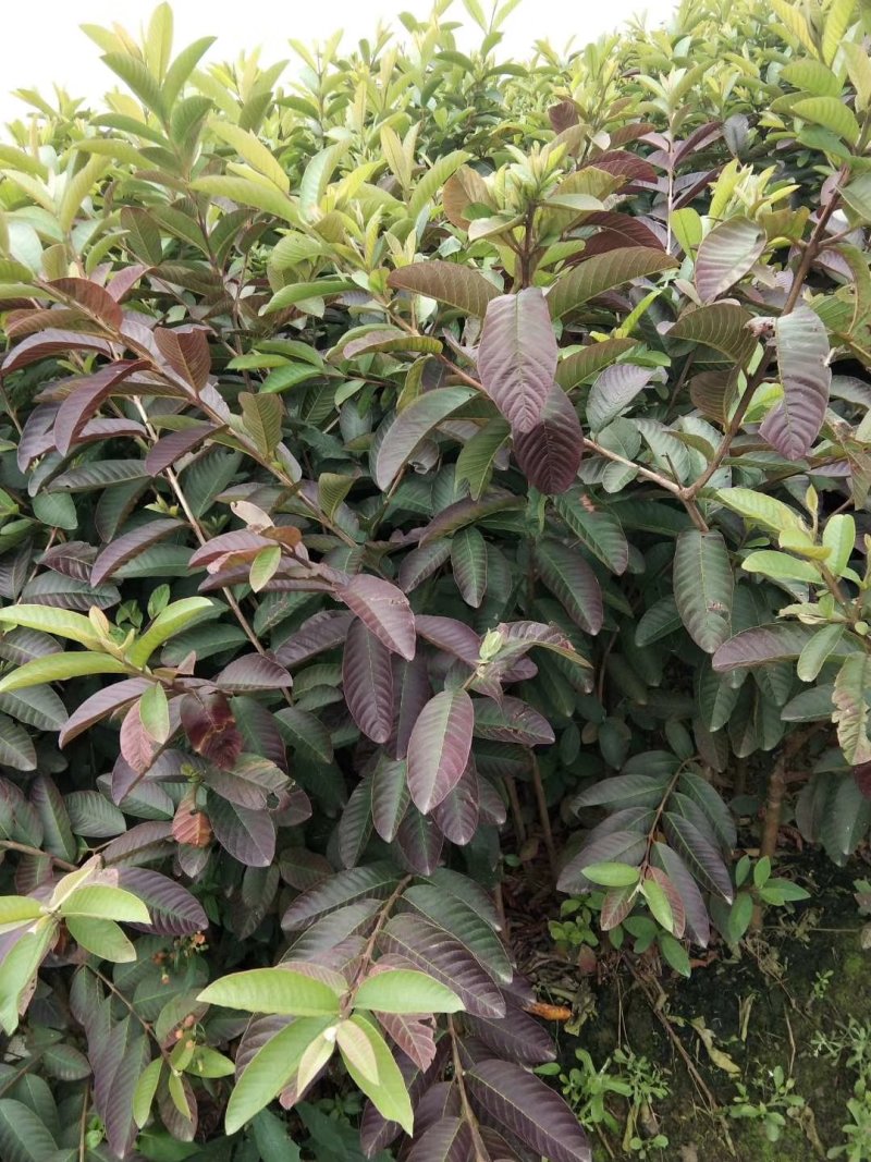 红宝石芭乐，红宝石无核芭乐，珍珠番石榴苗，紫肉番石榴苗