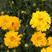 优质宿根花卉种子金鸡菊种子超长花期一次种植多年