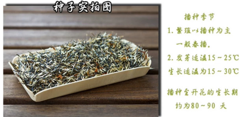 万寿菊种子批发芽率95%包邮送货上门超长花期可做色素提