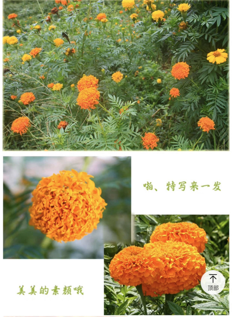 万寿菊种子批发芽率95%包邮送货上门超长花期可做色素提