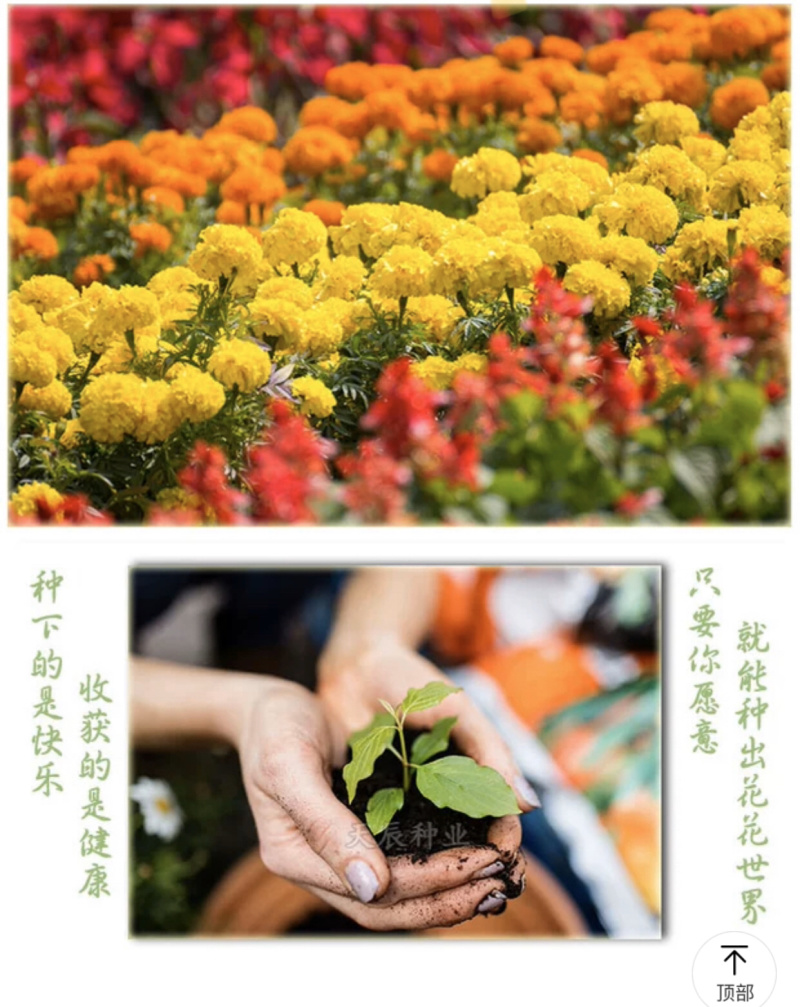 万寿菊种子批发芽率95%包邮送货上门超长花期可做色素提