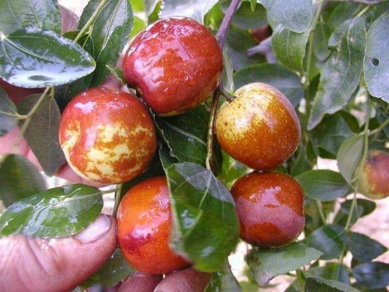 嫁接枣树苗早脆王枣苗脆蜜枣树南方北方种植果树当年结果
