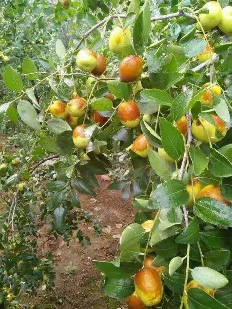 嫁接枣树苗早脆王枣苗脆蜜枣树南方北方种植果树当年结果