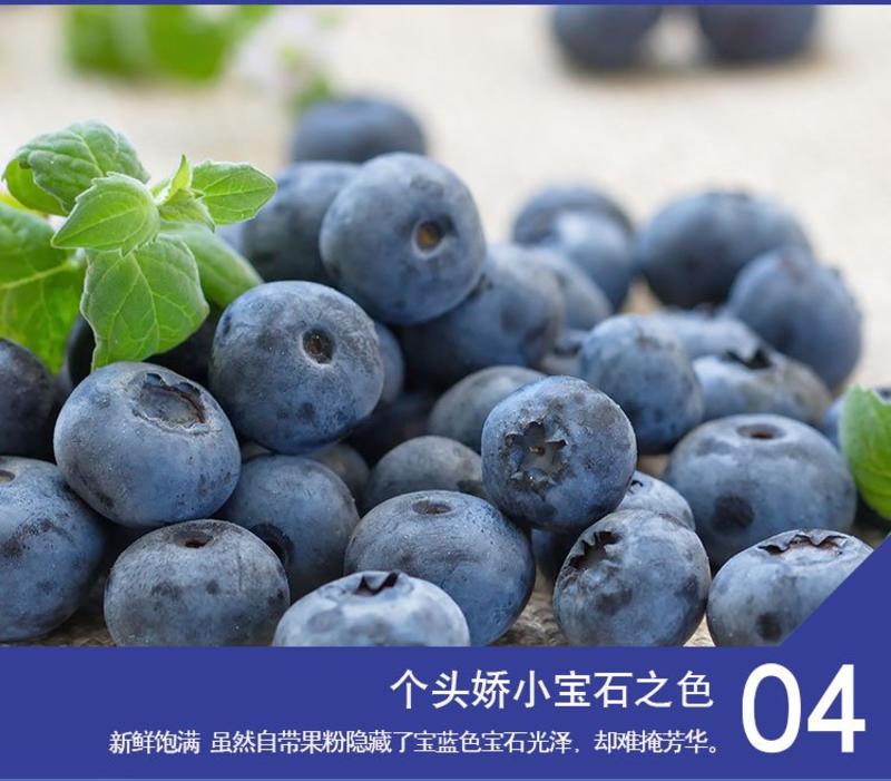 2023现摘云南高山露天蓝莓，顺丰空运鲜果