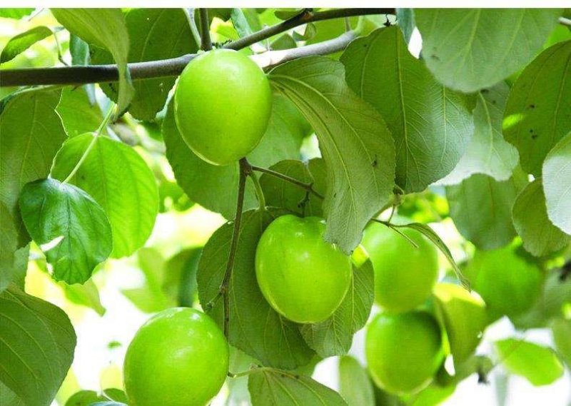 枣树活苗冬枣台湾大青枣南北方种植嫁接果苗盆栽地栽庭院当年