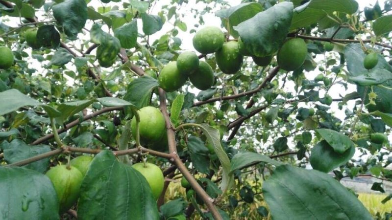 枣树活苗冬枣台湾大青枣南北方种植嫁接果苗盆栽地栽庭院当年