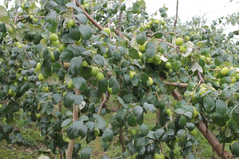 枣树活苗冬枣台湾大青枣南北方种植嫁接果苗盆栽地栽庭院当年