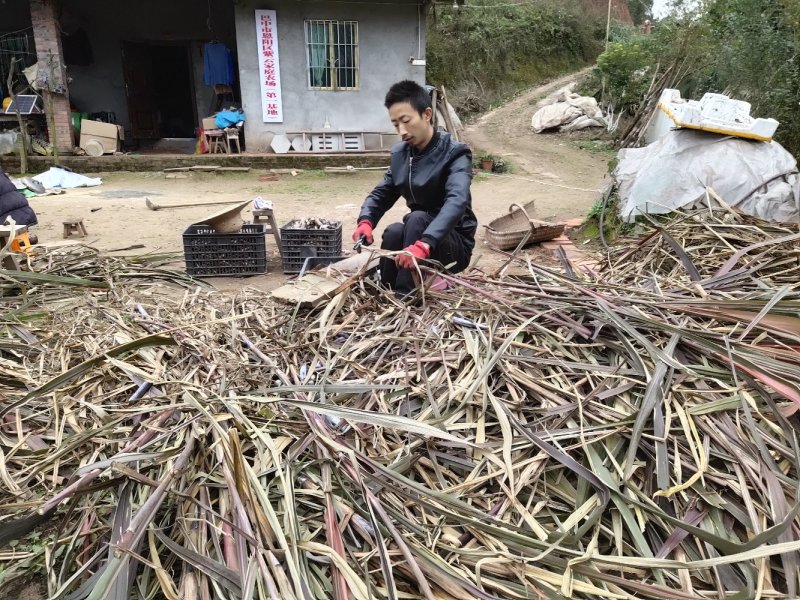 皇竹草种节牧草韵达中通包邮