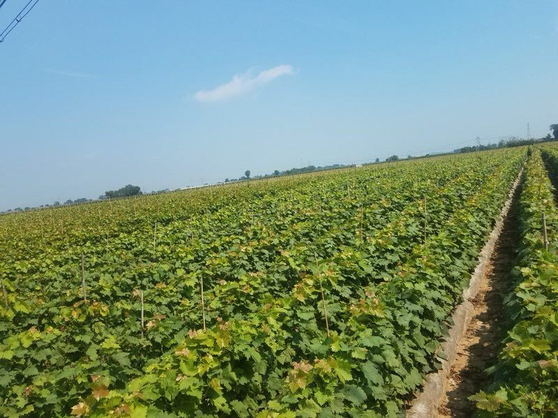 辽宁夏黑葡萄苗产地直发无核葡萄苗品种