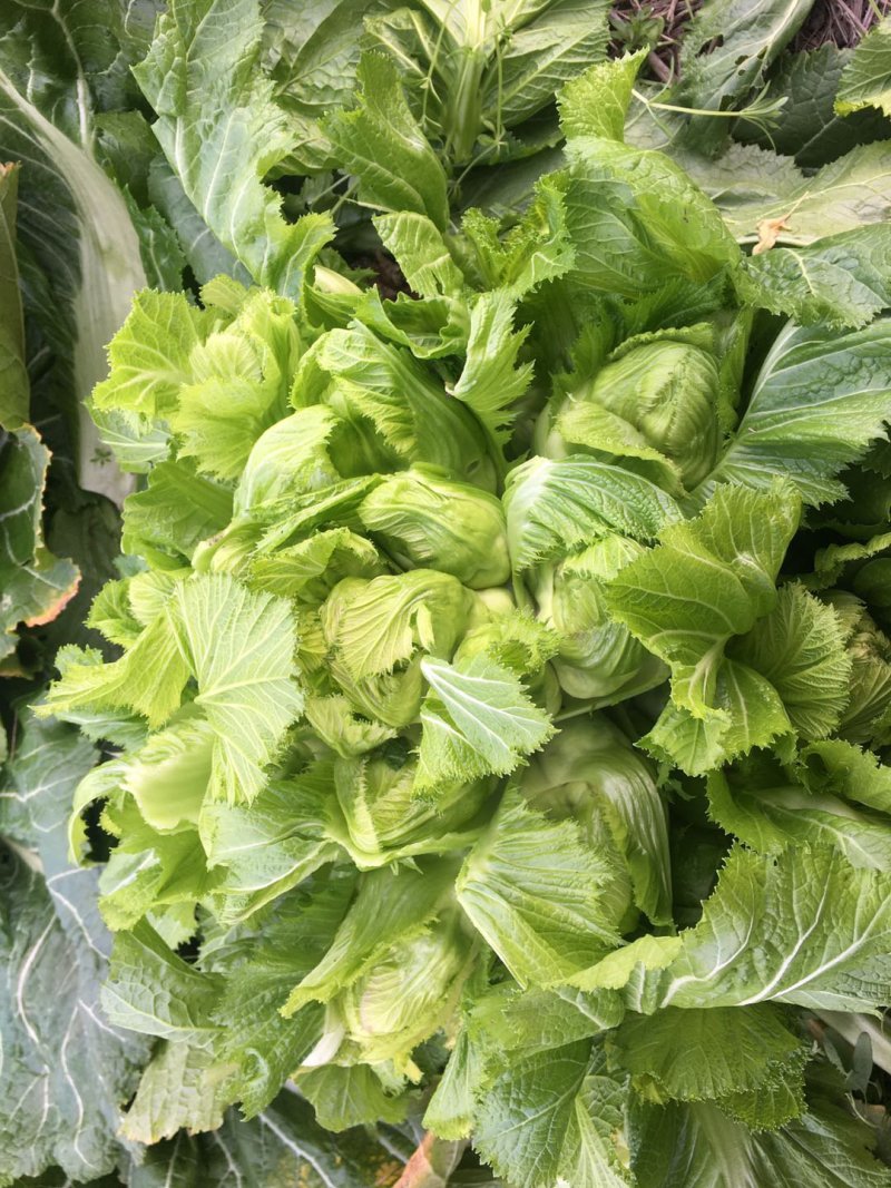 四川精品儿菜毛货净货半毛货
