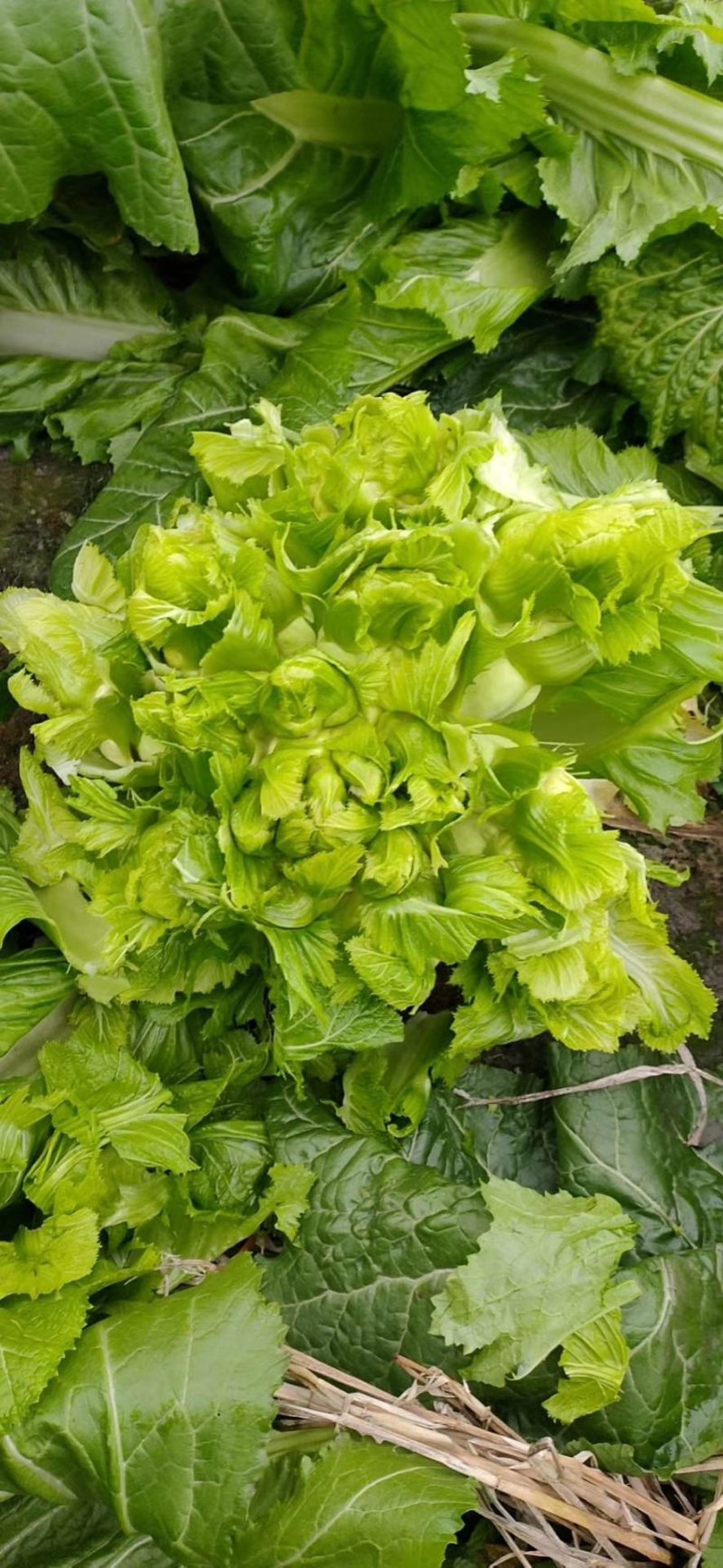 四川精品儿菜毛货净货半毛货
