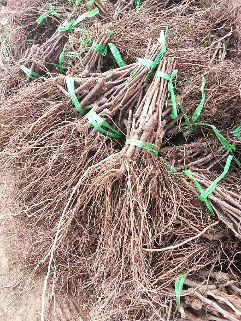 辽宁夏黑葡萄苗产地直发无核葡萄苗品种
