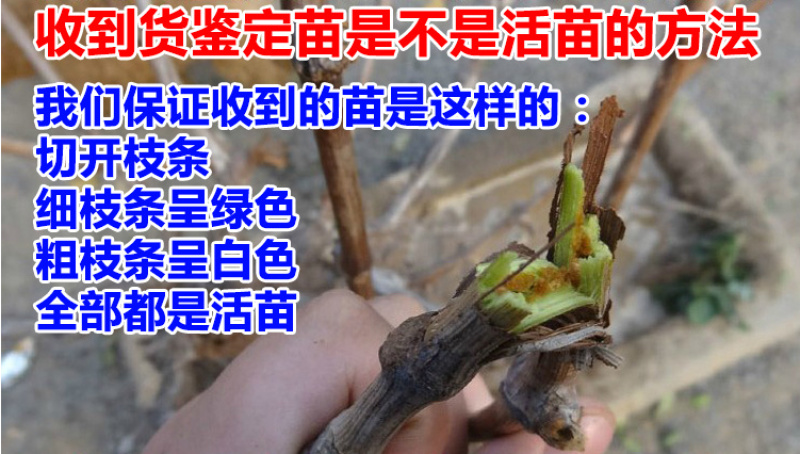 辽宁夏黑葡萄苗产地直发无核葡萄苗品种
