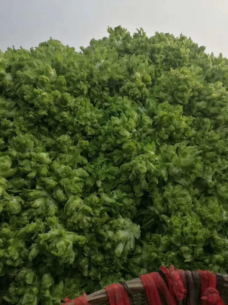 四川精品儿菜毛货净货半毛货