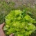 四川精品儿菜毛货净货半毛货