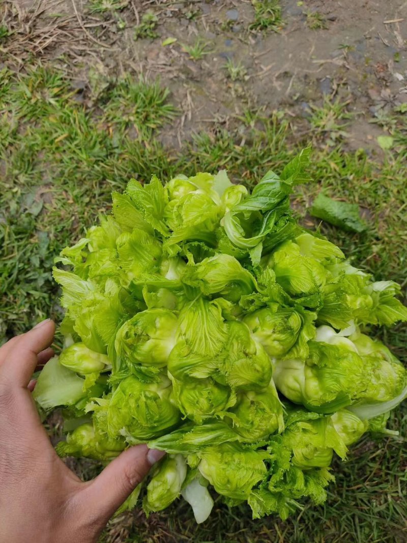 四川精品儿菜毛货净货半毛货