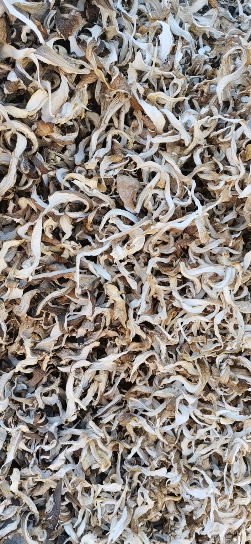 常年上门收购晒干平菇有货联系我好货次货淋雨货