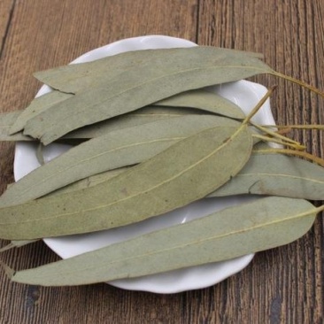 桉叶，别名桉树叶冷背药材常年批发代购，量大从优
