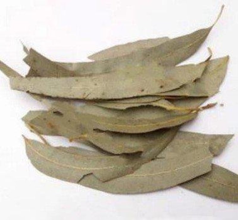 桉叶，别名桉树叶冷背药材常年批发代购，量大从优