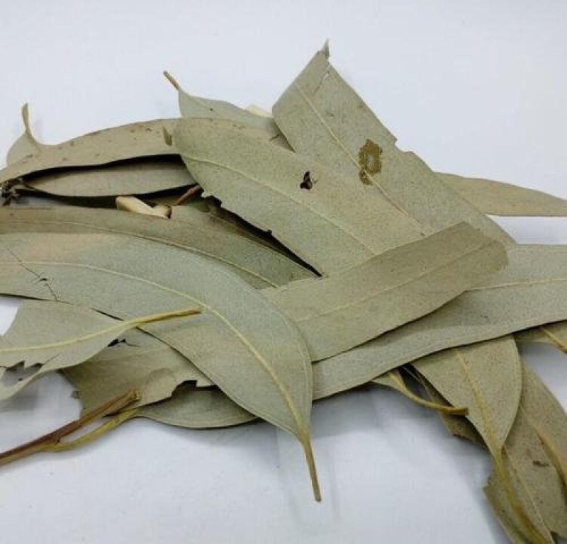 桉叶，别名桉树叶冷背药材常年批发代购，量大从优