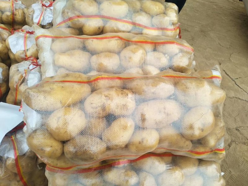 精品土豆沃土五号，齐原丰，三两以上新货上市大量供货中