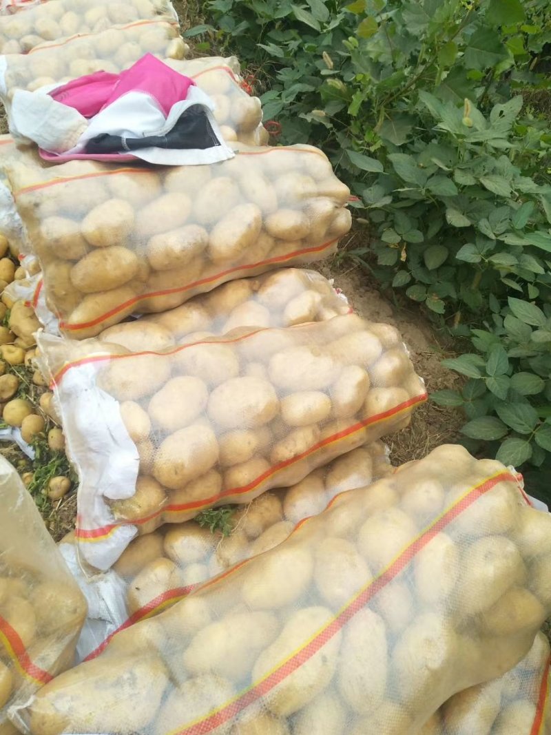 精品土豆沃土五号，齐原丰，三两以上新货上市大量供货中