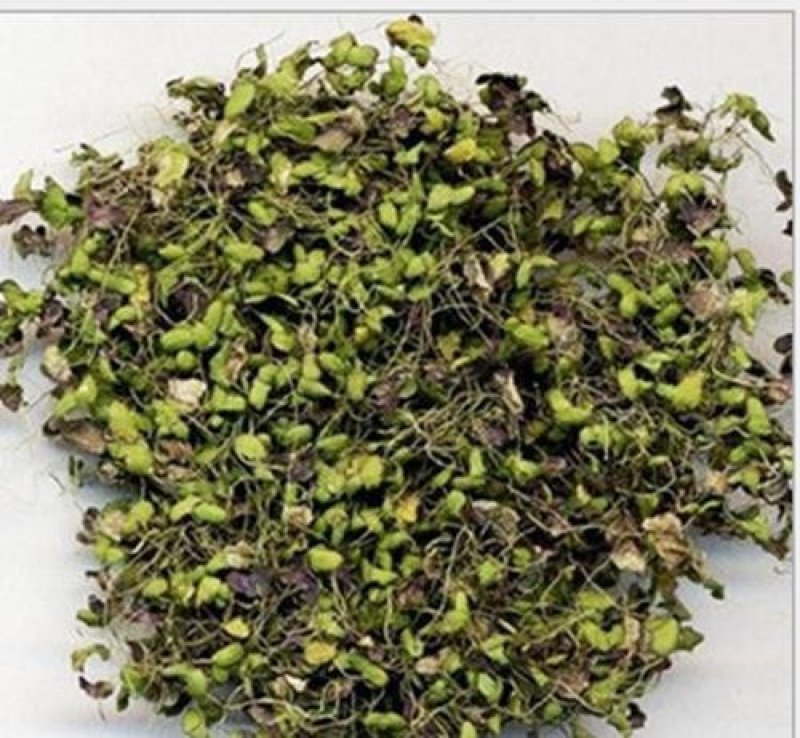 浮萍，别名浮萍草野生货，常年供应浮萍草中药材