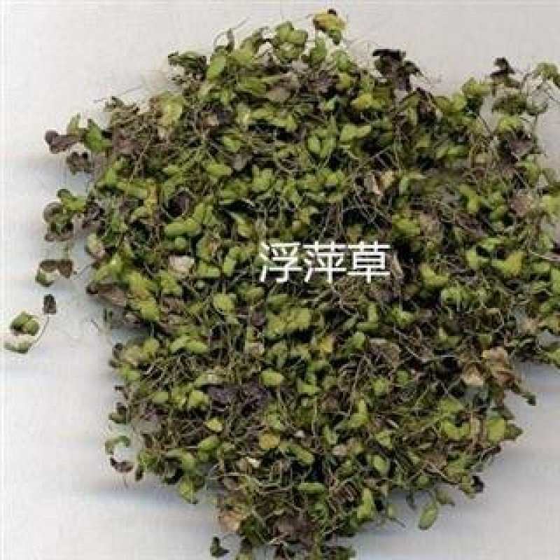 浮萍，别名浮萍草野生货，常年供应浮萍草中药材