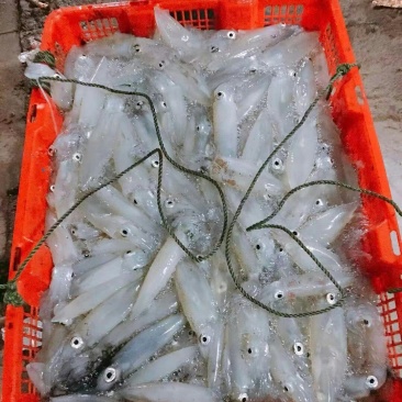 鱿鱼