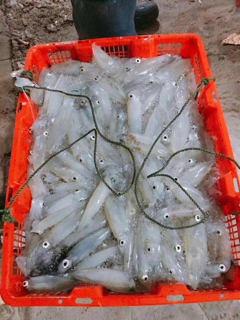 鱿鱼
