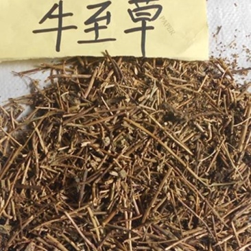 牛至草，中药材常年批发代购冷背药材