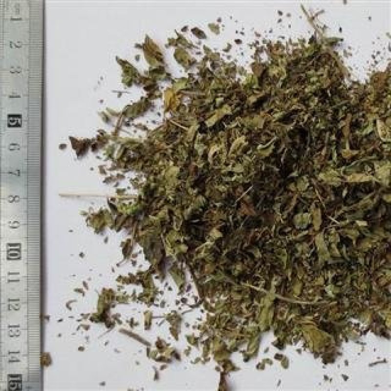 牛至草，中药材常年批发代购冷背药材