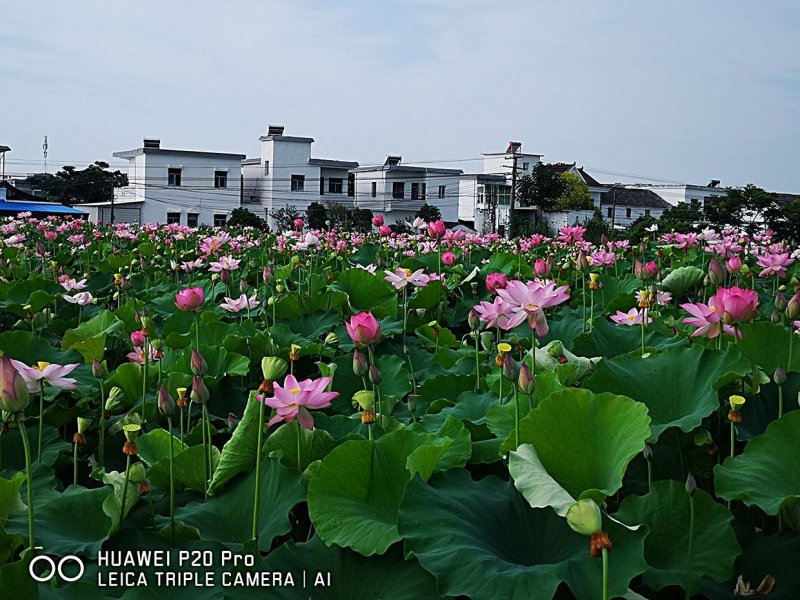 江西高产太空莲藕种水果莲种批发