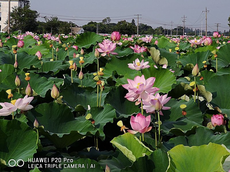 江西高产太空莲藕种水果莲种批发