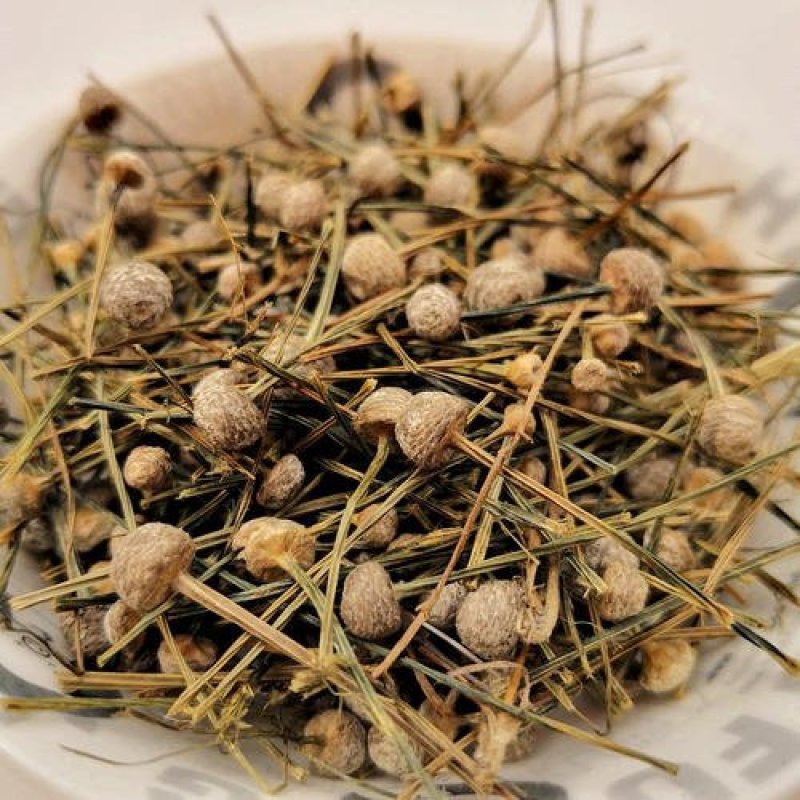 谷精草，常年批发供应各种规格谷精草中药材量大从优