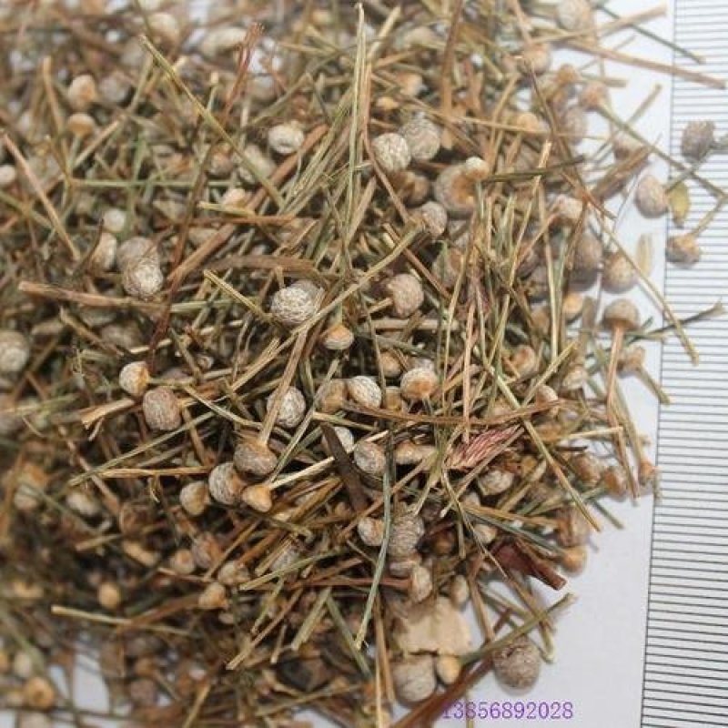 谷精草，常年批发供应各种规格谷精草中药材量大从优