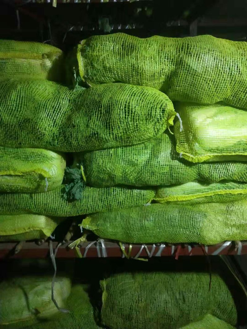 冷库箱装土豆，水果萝卜，甘肃紫皮洋葱，冷库储存白菜。