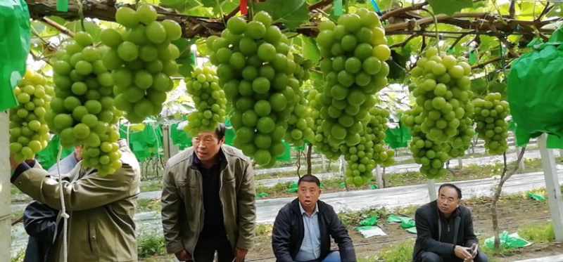 阳光玫瑰葡萄苗，南北方种植，盆栽，地栽，爬藤