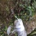 嫁接膜嫁接绑带果树专用嫁接膜芽节保湿膜【保湿有弹性】