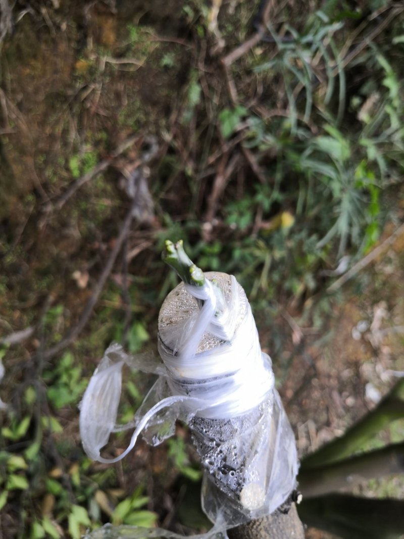 嫁接膜嫁接绑带果树专用嫁接膜芽节保湿膜【保湿有弹性】