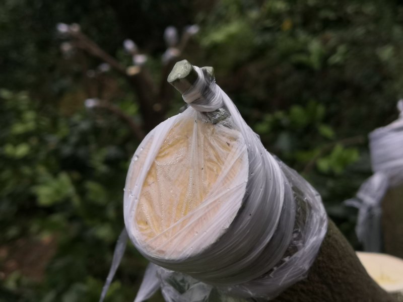 嫁接膜嫁接绑带果树专用嫁接膜芽节保湿膜【保湿有弹性】
