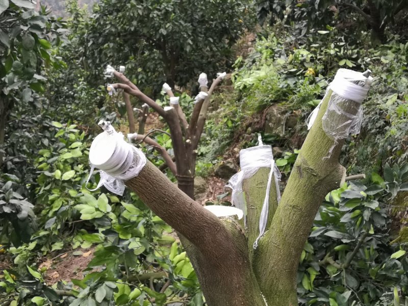 嫁接膜嫁接绑带果树专用嫁接膜芽节保湿膜【保湿有弹性】