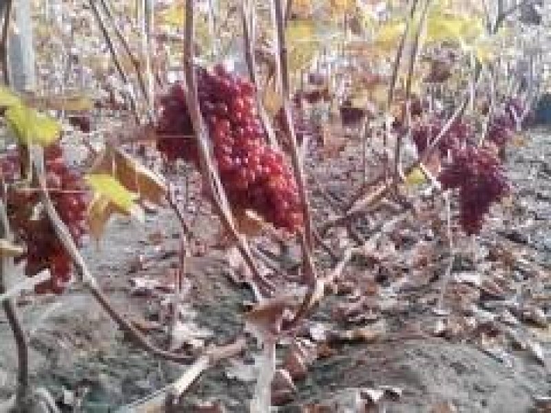 冰葡萄苗无籽冬葡萄苗冬天不下架晚熟葡萄树苗南北方冰美人葡