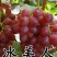 冰葡萄苗无籽冬葡萄苗冬天不下架晚熟葡萄树苗南北方冰美人葡