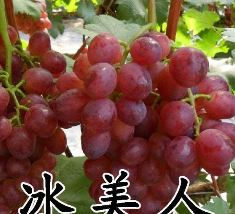 冰葡萄苗无籽冬葡萄苗冬天不下架晚熟葡萄树苗南北方冰美人葡