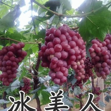 冰葡萄苗无籽冬葡萄苗冬天不下架晚熟葡萄树苗南北方冰美人葡