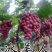 冰葡萄苗无籽冬葡萄苗冬天不下架晚熟葡萄树苗南北方冰美人葡
